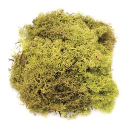 Mousse vert clair 50g