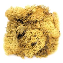 Islandmoos gelb 50g