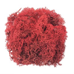 Mousse d'Islande 50g rouge