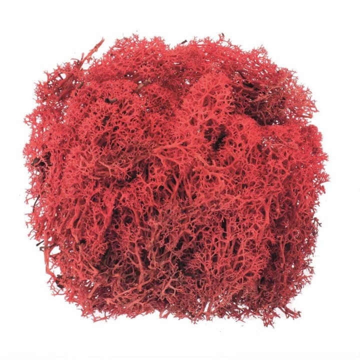 Mousse d'Islande 50g rouge