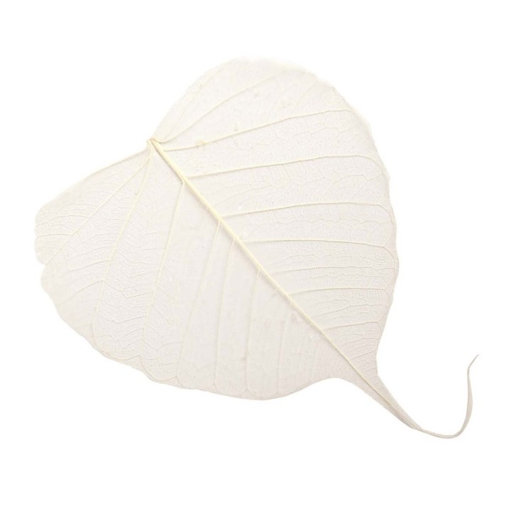 Feuilles en voile Willow blanc 10pcs