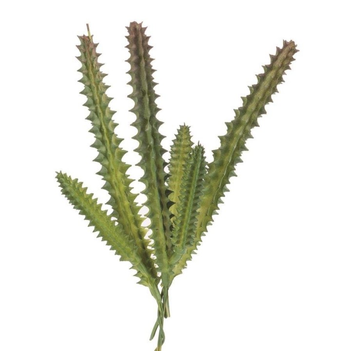 Hylocereus undatus 15cm