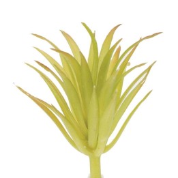 Tillandsia brachya 7cm