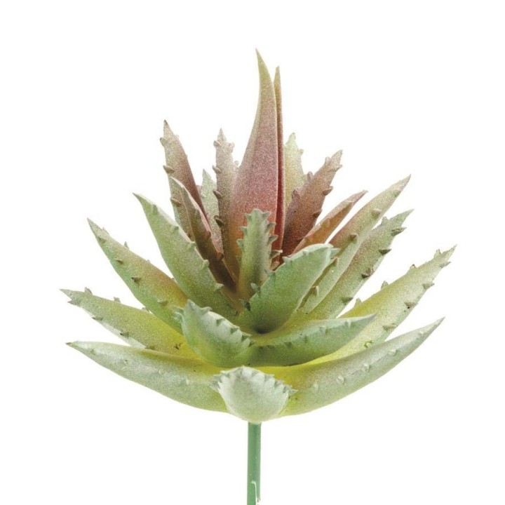 Aloe 7cm