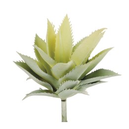Agave 15cm