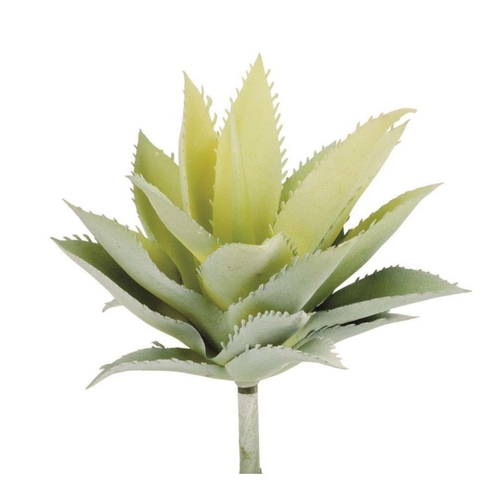 Agave 15cm