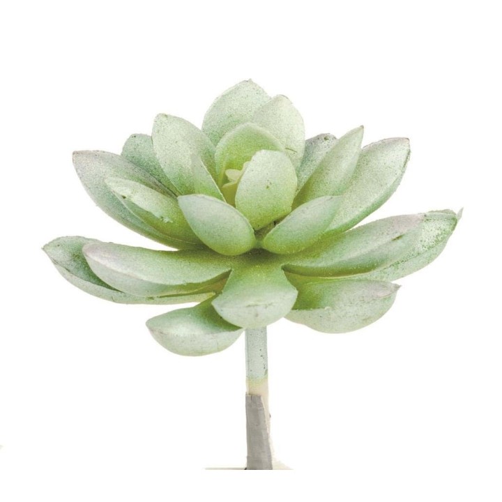Echeveria 7cm