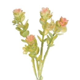Caryophyllaceae 16cm