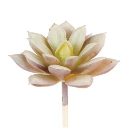 Echeveria 8cm