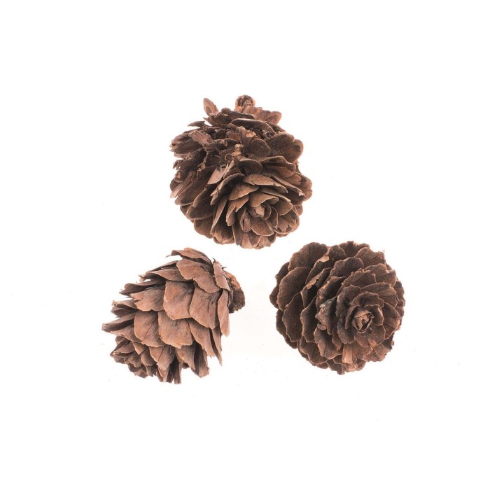 Tannezapfen klein 60g 2-3cm