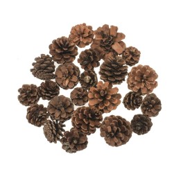 Pommes de pin assortis 25cm 100g