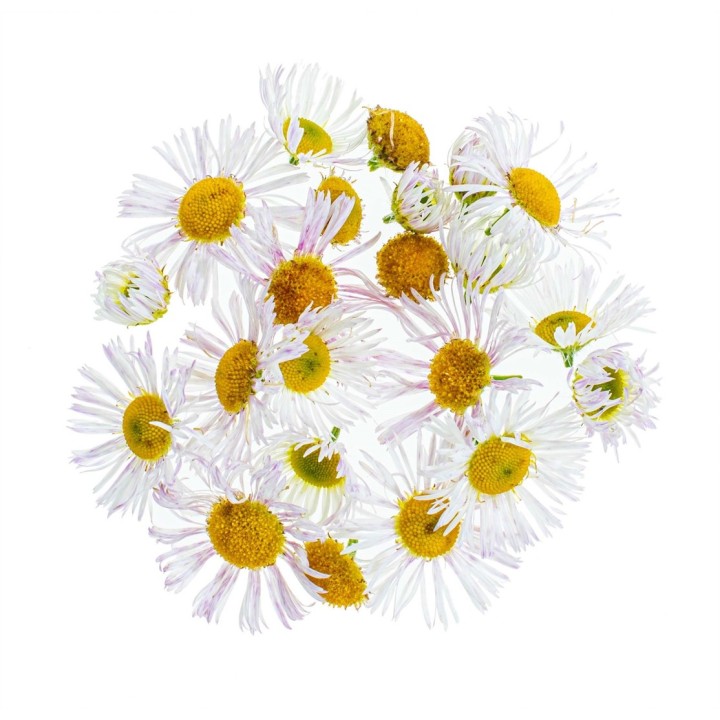 Chamomile flowers 2g cut