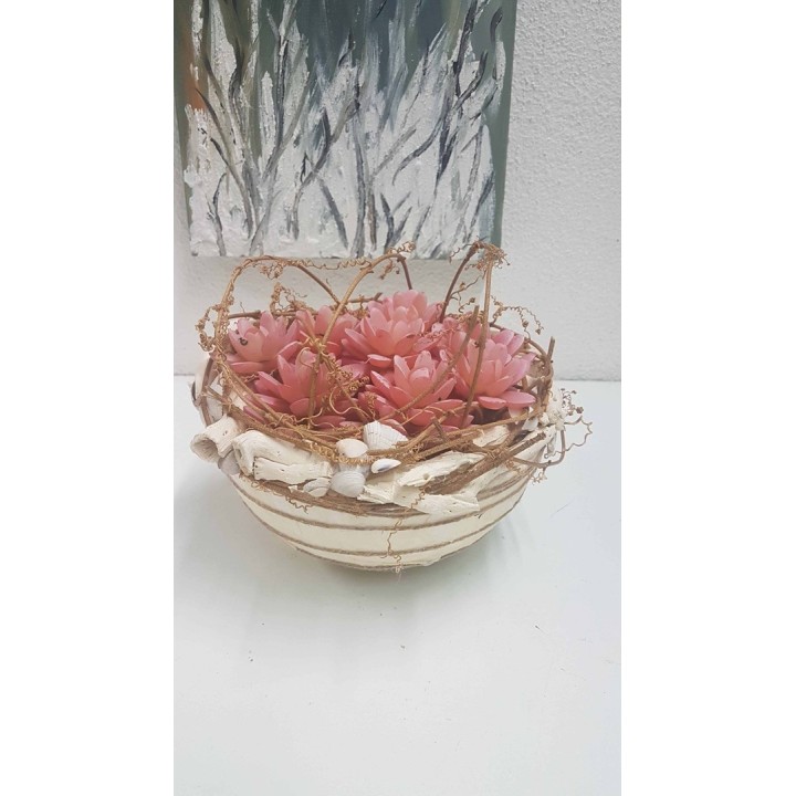 Echeveria 7cm